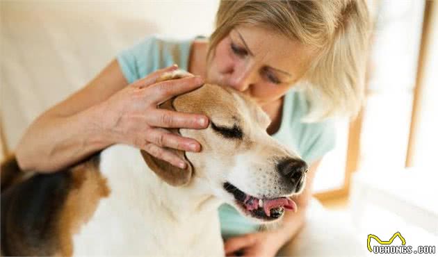 你知道什么是治疗犬吗？治疗犬在我们生活中如何发挥作用