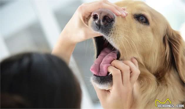 你知道什么是治疗犬吗？治疗犬在我们生活中如何发挥作用