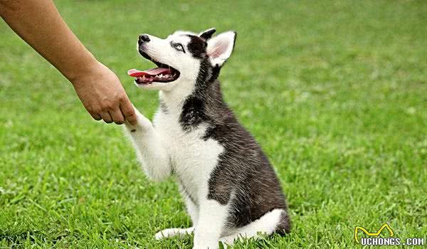 这几个简单易行的训狗技巧，训犬师是不会和你说的