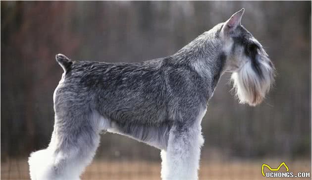 如何区分凯利蓝梗犬和雪纳瑞？带高清图一目了然