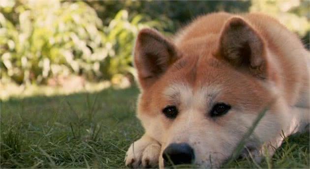 秋田犬篇：挑选秋田犬你必须知道的常识