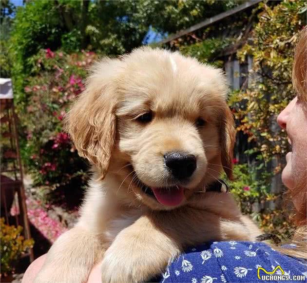 不能自由玩耍，而是将一生贡献给人类，导盲犬就是这样炼成的