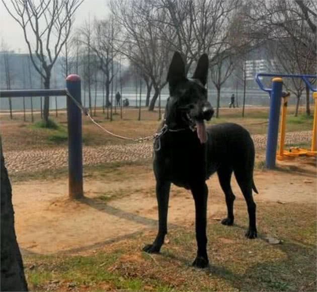 如何推算和判别母犬的分娩日期？如何帮助母犬生产？