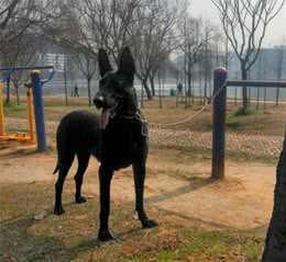 如何推算和判别母犬的分娩日期？如何帮助母犬生产？