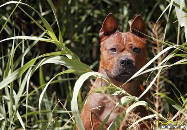 西汉骠骑将军的指定军犬，猎犬与斗犬完美结合，至今已有千年历史