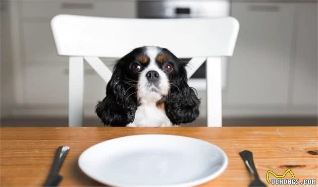 小知识：犬厌食的几个原因，你中招了吗？