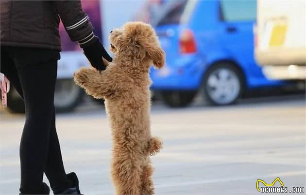 同一窝的泰迪犬里面，怎么挑选狗中“精英”？有经验的人都用这6招