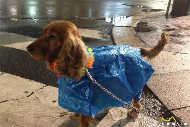 下雨了你还在愁狗狗没有雨衣吗？手工达人一秒变出雨衣来