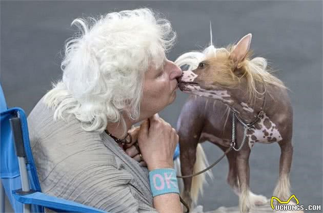 犬中杀马特—中国冠毛犬