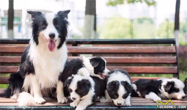 母狗吃掉幼犬真相