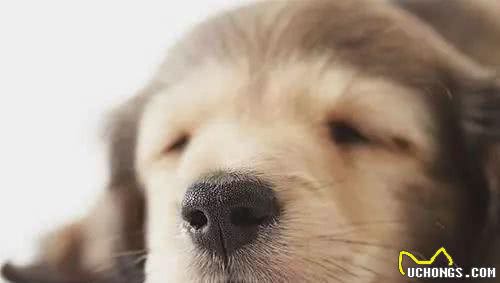 狗狗鼻子干,是生病了么?