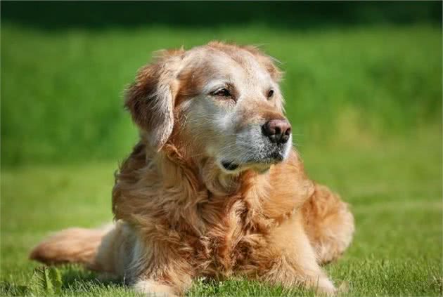 你还在嫌弃老年犬吗？十个老年犬的优点，让你爱上这些年老的狗狗