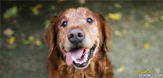 你还在嫌弃老年犬吗？十个老年犬的优点，让你爱上这些年老的狗狗