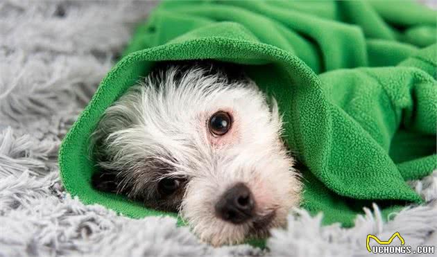 幼犬体重太轻,不一定代表不健康,五大因素决定幼犬出生时的体重