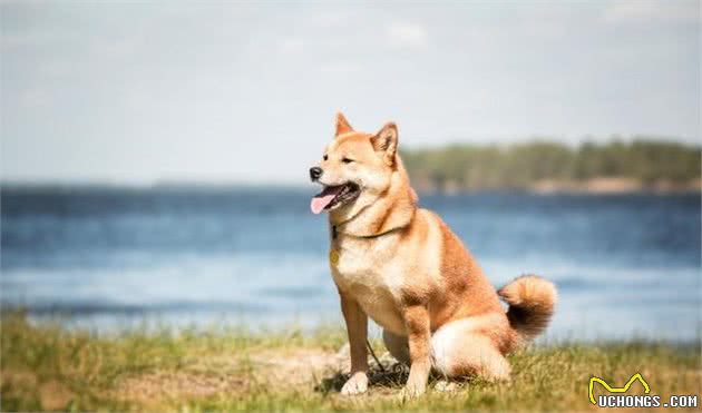 街上常见的宠物犬，价格都在这里