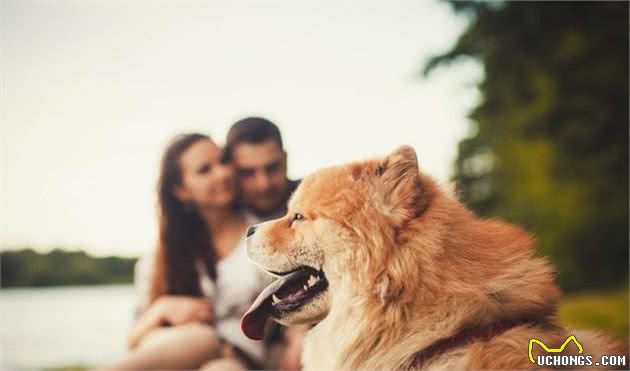 街上常见的宠物犬，价格都在这里