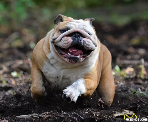 犬种介绍科普英国斗牛犬