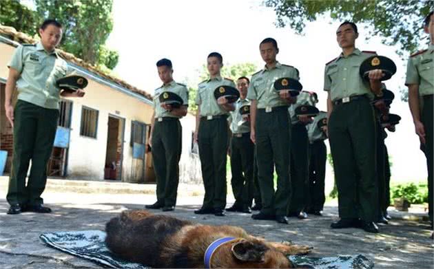 军犬顶着风霜驻守边疆12年，未曾喊过苦累，离世后受众人敬仰