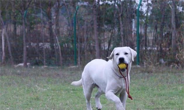 家庭养犬到底应当选公犬还是选母犬？