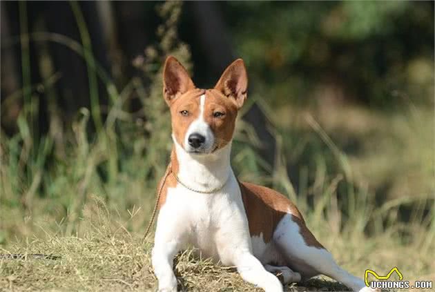 家庭养犬到底应当选公犬还是选母犬？