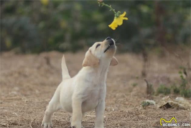 家庭养犬到底应当选公犬还是选母犬？