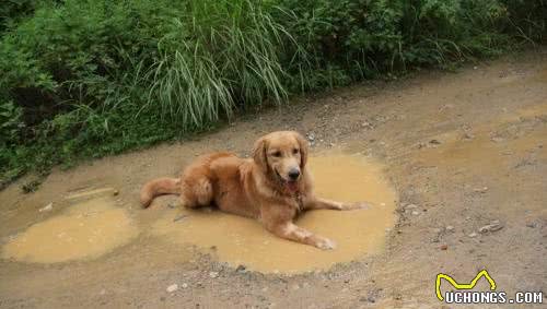 犬毛发粗糙怎么办？主要是有这几个原因没有做到位