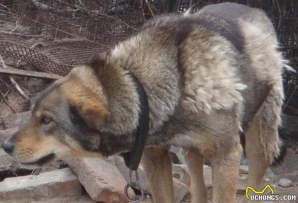 体态堪比藏獒的神秘猛犬，历代浪荡在东北大山当中，偷猎者的恶梦