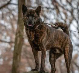 乡村看家护院专用犬，北方南方大比拼，4种犬哪一种更优秀