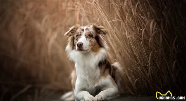 澳洲牧羊犬好养吗？智商比许多狗狗高得多，还没边牧犬那么爱吵爱闹