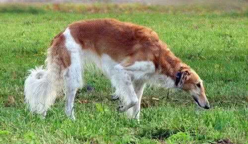 苏俄猎狼犬饲养苏俄猎狼犬的饲养要点