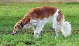 苏俄猎狼犬饲养苏俄猎狼犬的饲养要点