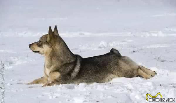 百科犬说之瑞典瓦赫德犬