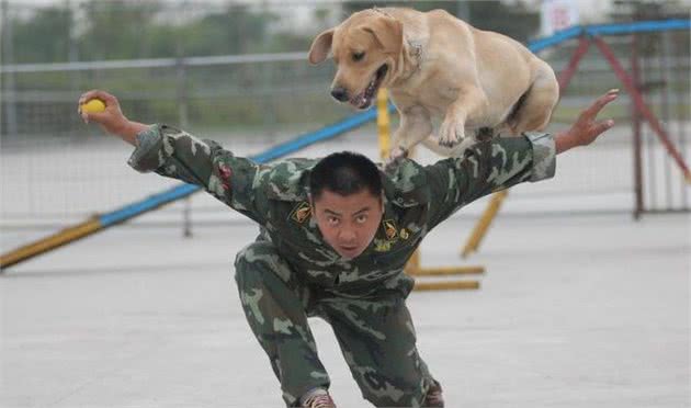 训犬！你是不是常常在狗狗身上犯“习得性无关”错误？