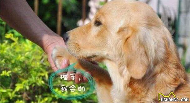 金毛犬这6个训练要点，你都把握好了吗？宠主：全部都把握了