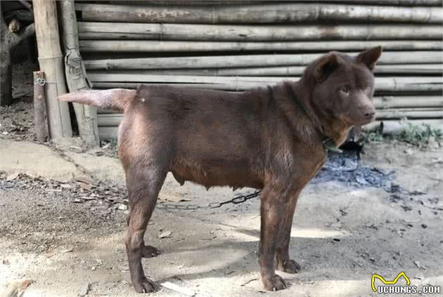 中华田园犬之山牛红，一种少为人知的土狗，属于稀有品系