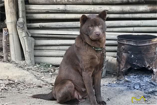 中华田园犬之山牛红，一种少为人知的土狗，属于稀有品系