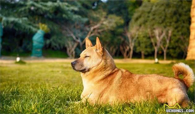 狗狗的毛色能够影响犬性格，按颜色选狗的诀窍，快学起来