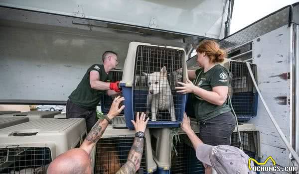 每一年吃掉百万只狗！夏季三伏天变南韩狗难日人道组织手刀救犬