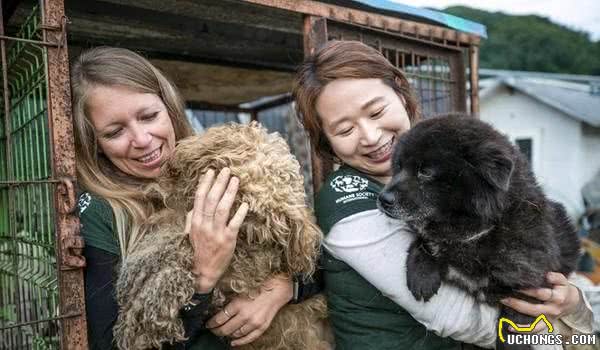 每一年吃掉百万只狗！夏季三伏天变南韩狗难日人道组织手刀救犬