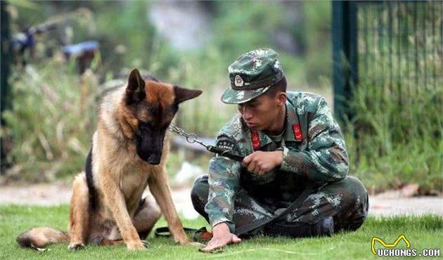 国内热门警犬，别忘了我们中国犬的骄傲—昆明犬