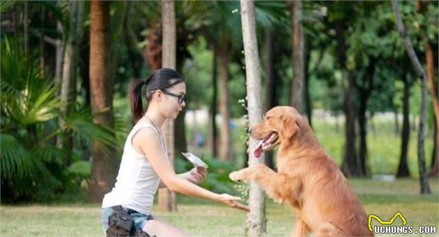 养金毛犬好吗？细解“小暖男”优缺陷，看完你就知道好不好养