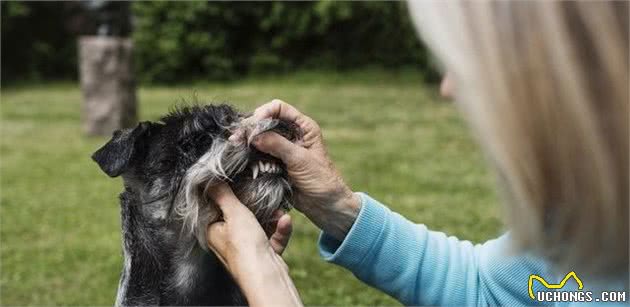 狗狗才是活到老学到老，该如何训练一只老年犬，你需要考虑更多