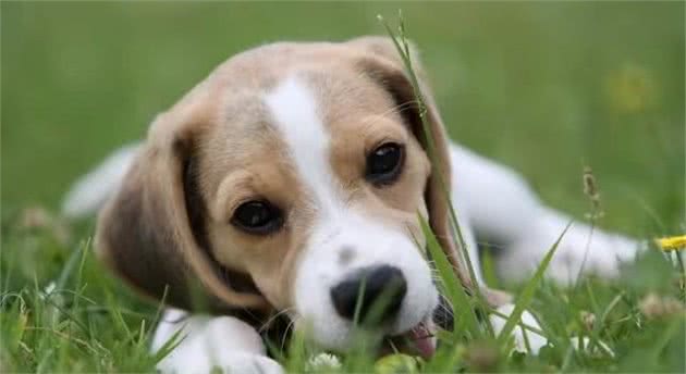 养狗的注意事项喂狗吃犬粮的这四点你要重视