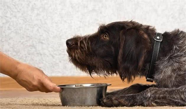 贵犬粮就一定好？选犬粮重点是成分和宠物身体状况，而不是价格