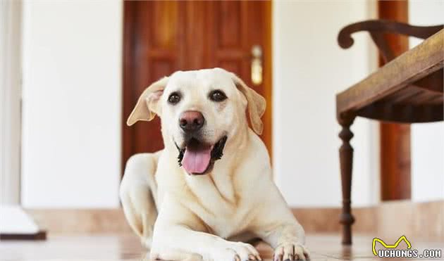 贵犬粮就一定好？选犬粮重点是成分和宠物身体状况，而不是价格