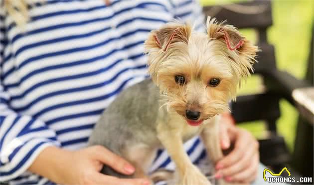 贵犬粮就一定好？选犬粮重点是成分和宠物身体状况，而不是价格