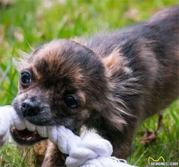 京巴犬、吉娃娃还有哪些狗狗适合老人饲养？老人养狗有什么好处呢