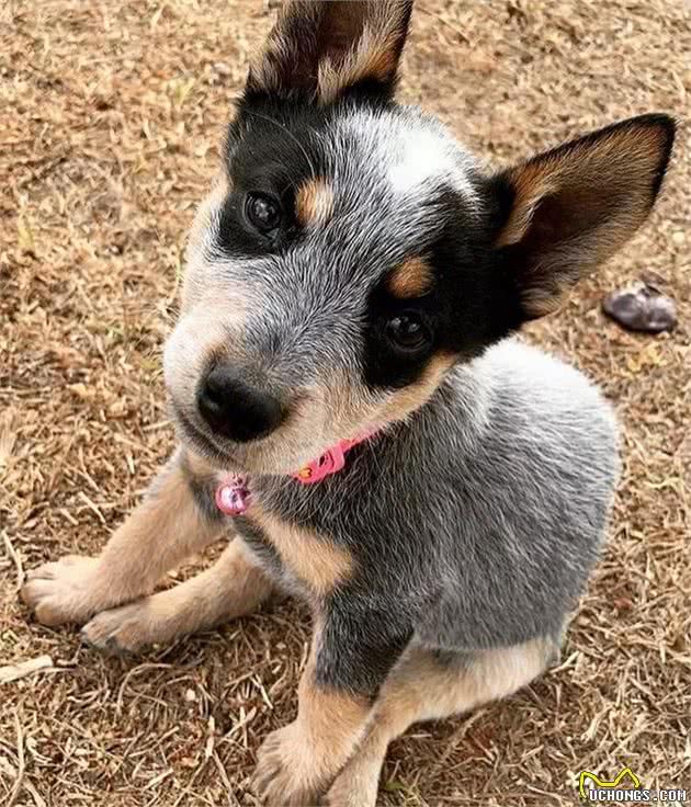 大型狗的幼犬这么喂，小心关节变形