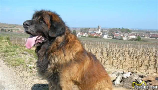 当做吉祥物象征而培养出的犬种兰伯格犬！