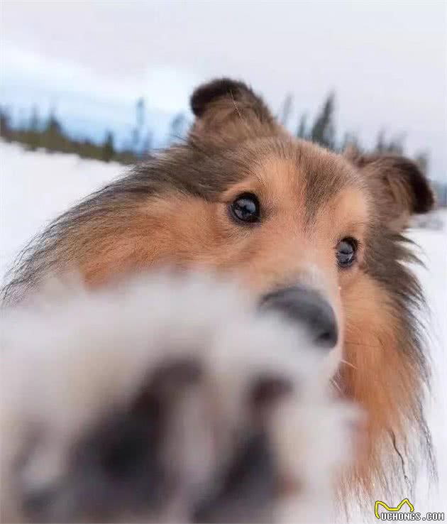 爱上文化狗钟情犬中女王—喜乐蒂